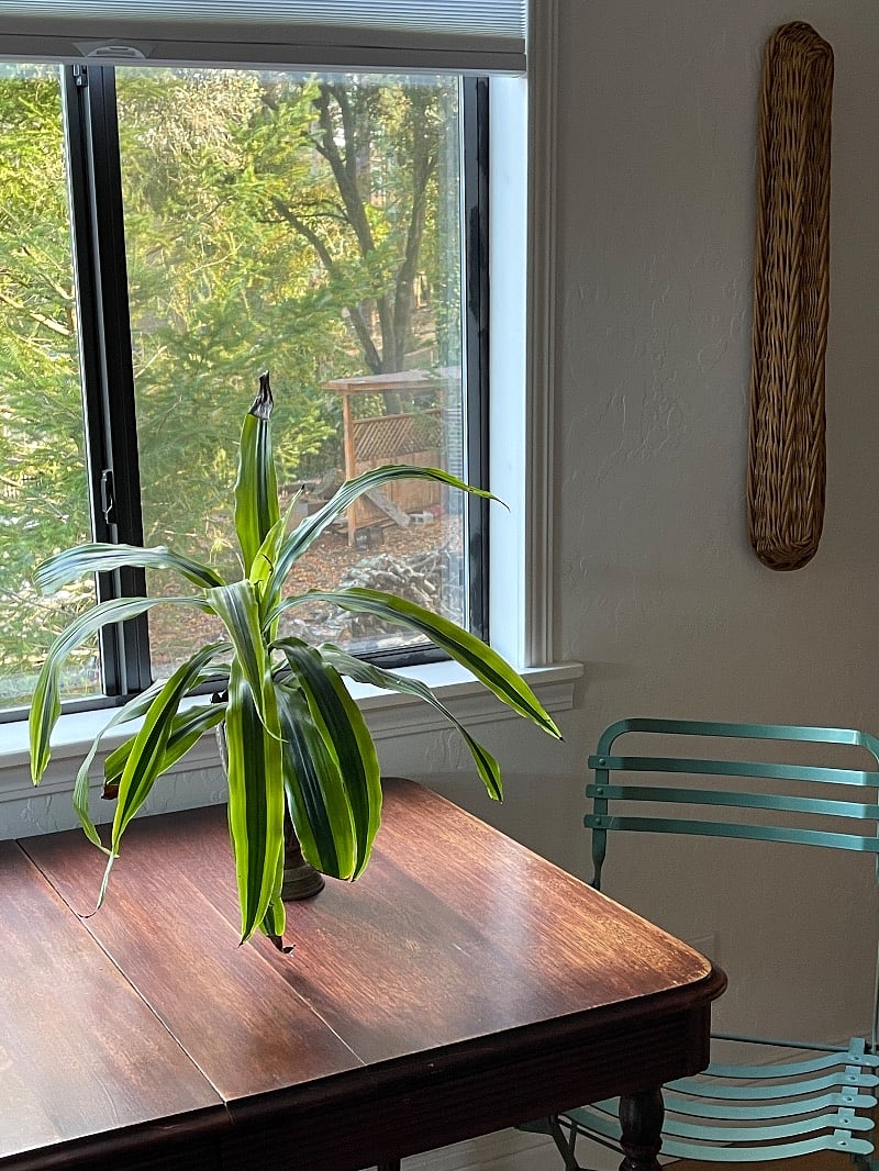 Note the vintage 1940's French bistro chairs from an outdoor cafe. Yes, they are comfortable!  