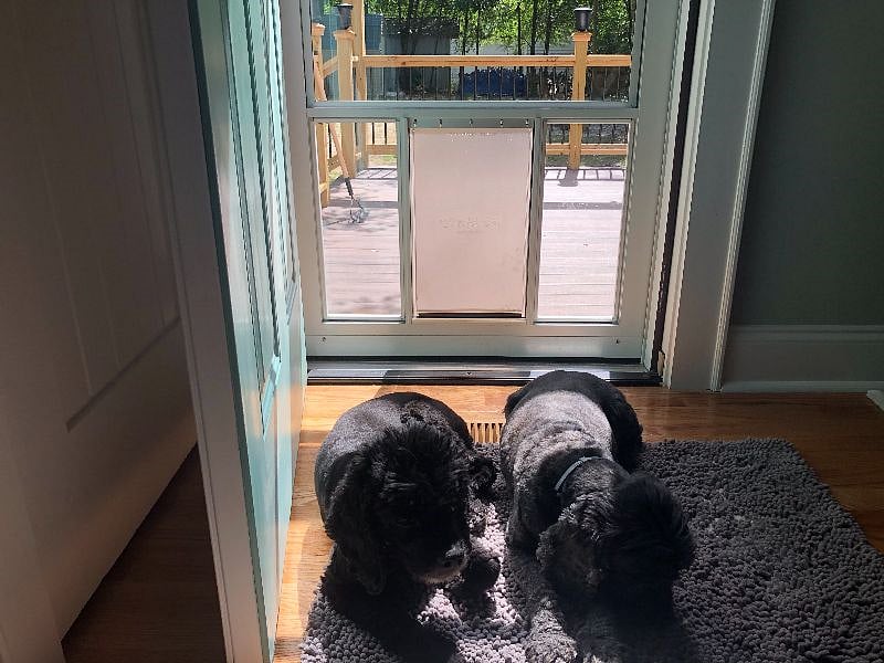 Master bedroom exterior door with doggie door out to deck. There is a panel in the closet if you want to lock the doggie door. Dogs not included. ;)
