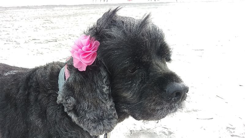 Based on her behavior and details from the rescue, we think she was kept in a lightless, soundless box for the first 5-6 years of her life. She didnt understand basic things of nature like shadows or wind.