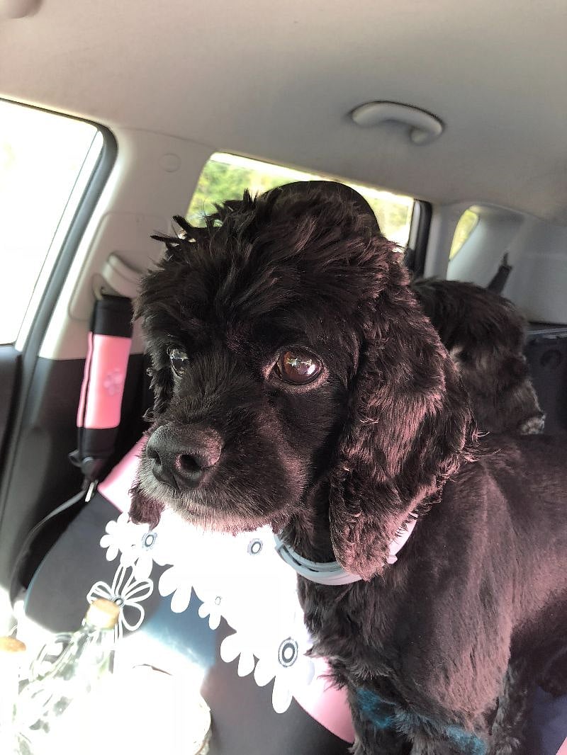 This is Pepper, my other Co-Host. Peppers previous owner died. Her daughter left Pepper alone for a year in her mothers house (Pepper is blind). She said she fed and let her out twice a day. Now she is never left alone.