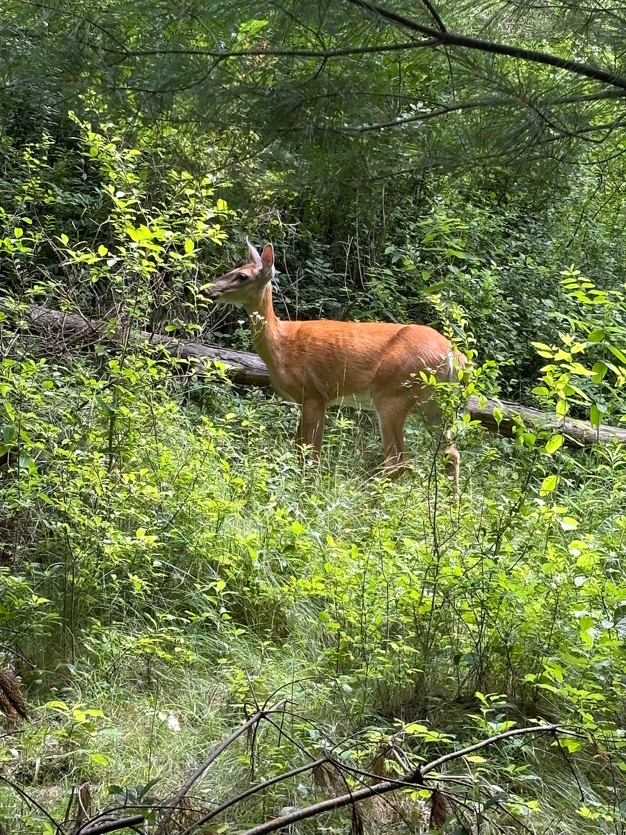 Seen hiking on 9 Mile road