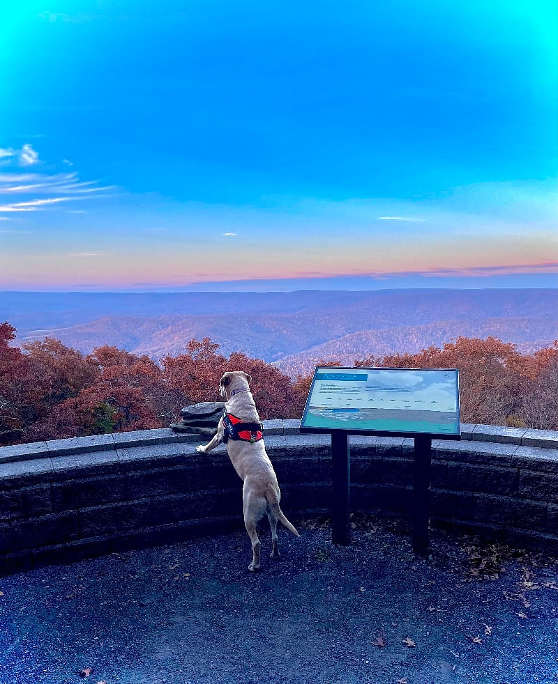 Dogs love Blue Knob too. Lucy checking out the Pavia Outlook