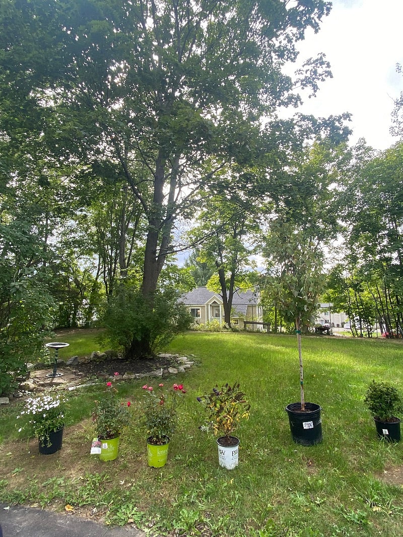 Side and backyard