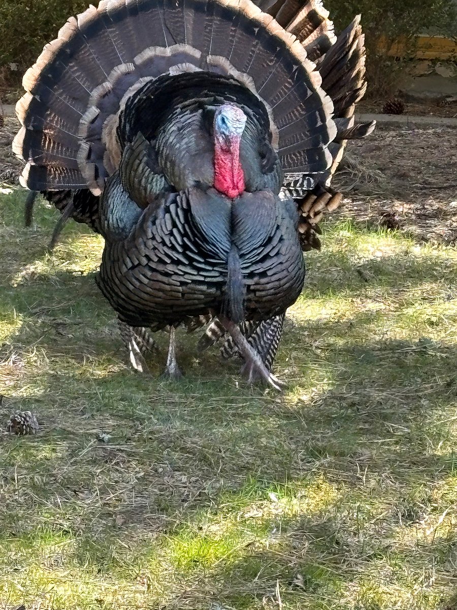 Migratory Neighbor
