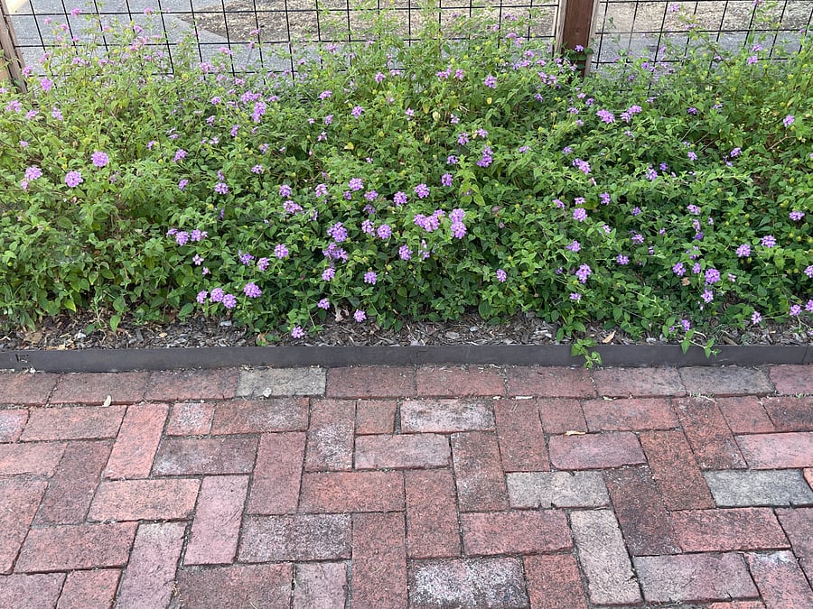Front walkway with lantana.
