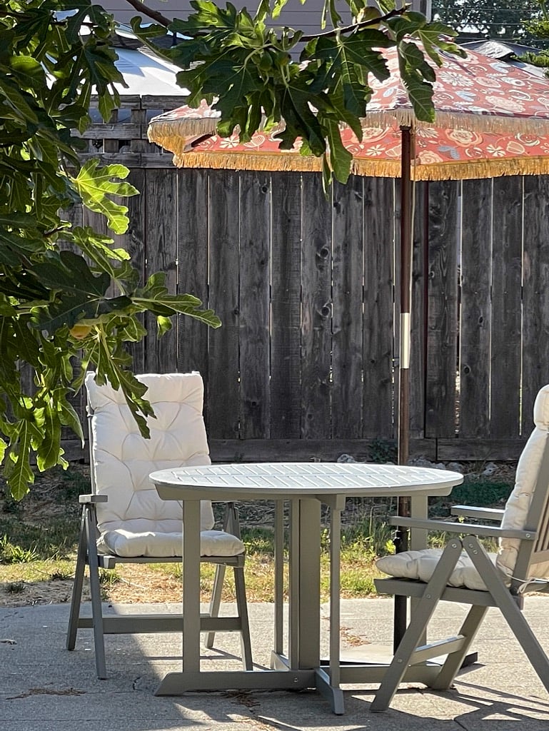 Backyard seating and fig tree.
