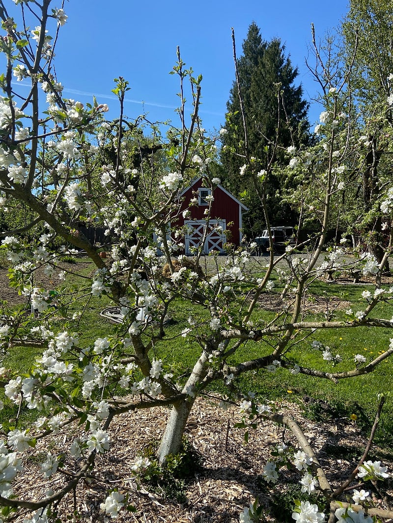 orchard in spring outside your door
