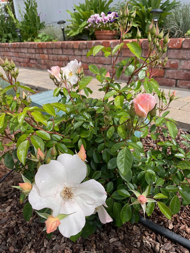 Summer blooms.