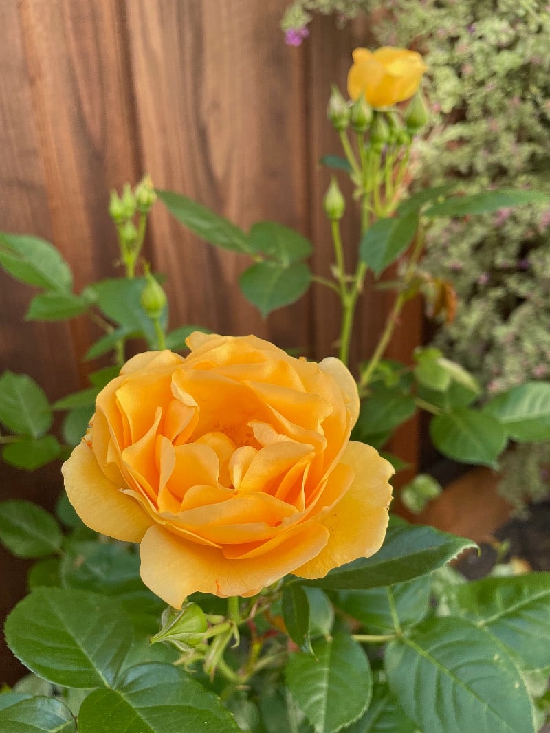 Summer blooms.