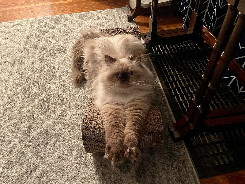 Our little princess, Jadwiga.