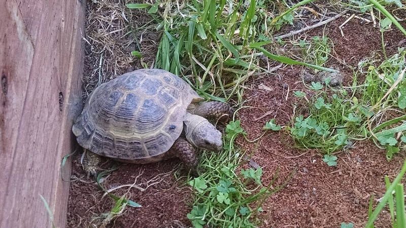 Meet Baymax, our resident Russian Tortoise. He's usually underground during the hot summer and cold winter, but in the spring and fall he'll come out for a treat of dandelions!
