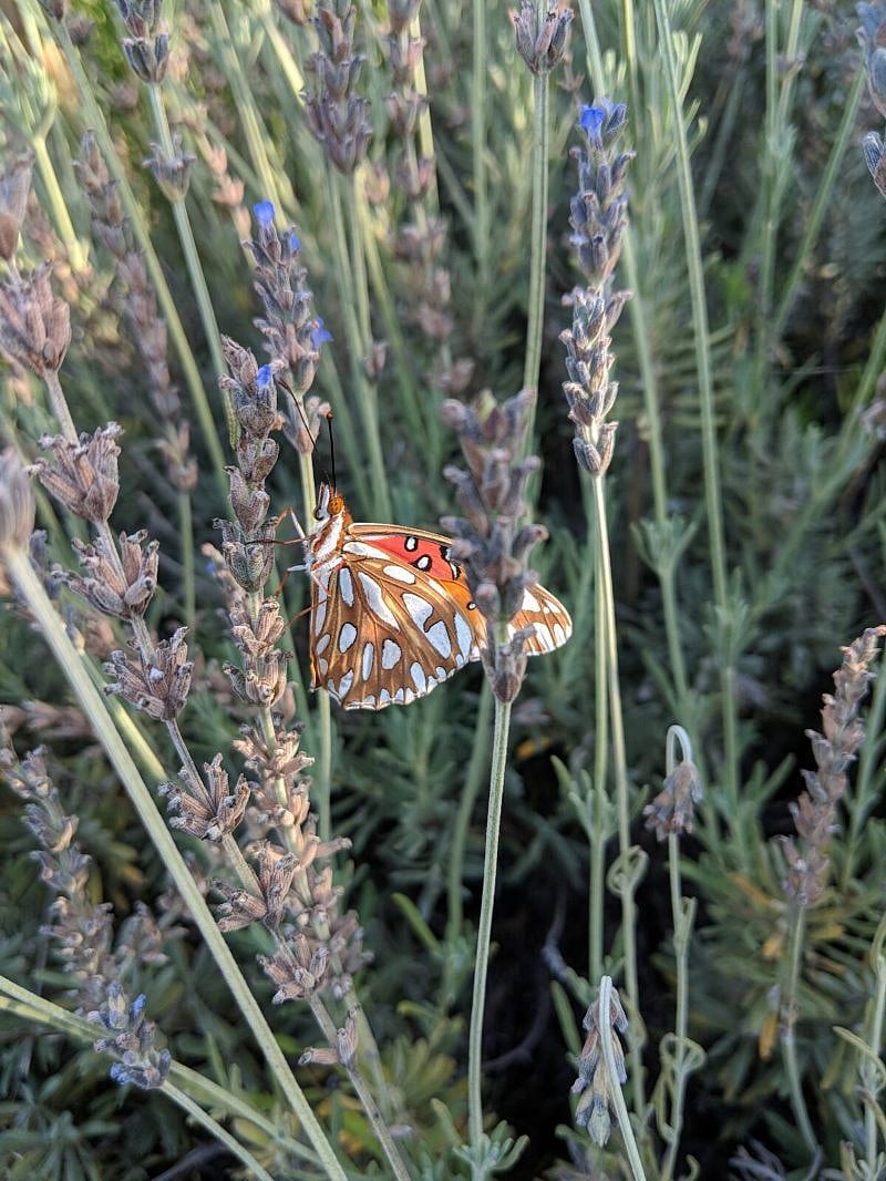 Our garden attracts nectar feeders like butterflies and hummingbirds.