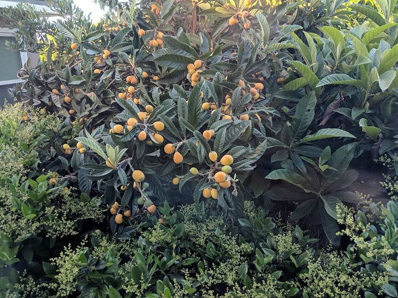 The loquat trees fruit in April and May with tons of sweet fruit.
