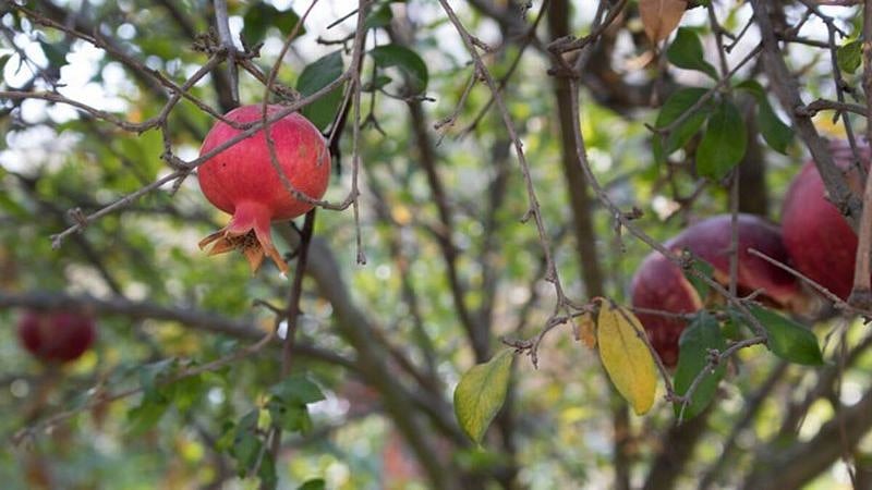 The pomegranate tree is next to the dual-level deck and usually fruits in August/September.