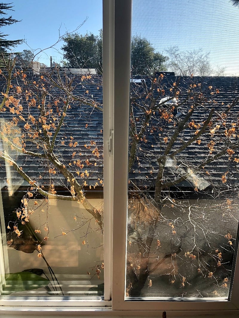 Bedroom view towards the main house; red maple leaves in spring/summer