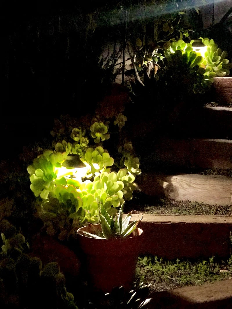 Garden at night