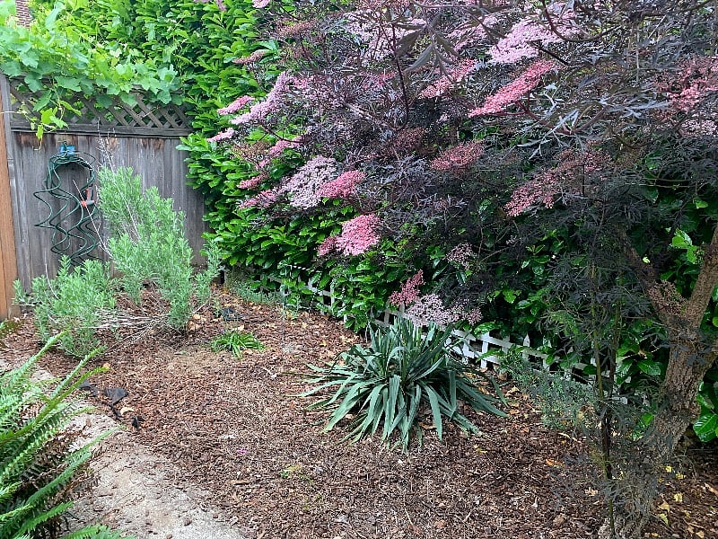Elderberry and Lavender in your private yard. 