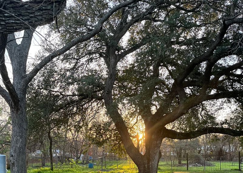 Golden hour with this gorgeous oak is a beauty- enjoy from your balcony!