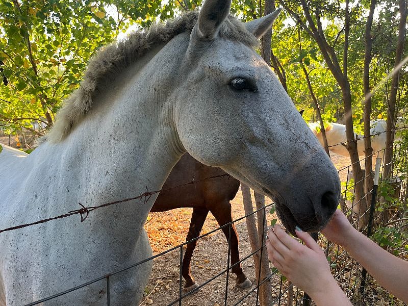 Enjoy the quintessential Texas experience with a view of horses from your front porch and the pool!