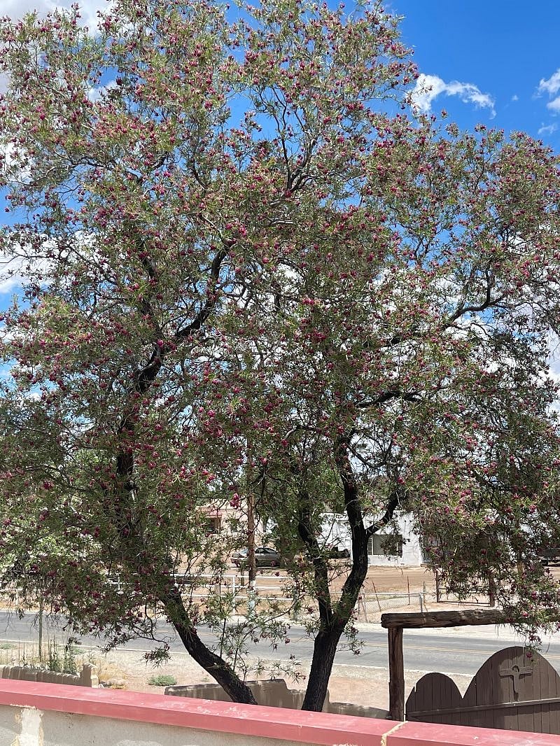 What a surprise when so many of our trees filled with blooms. The Desert Willow attracts many kinds of birds and this property is never without bird song.