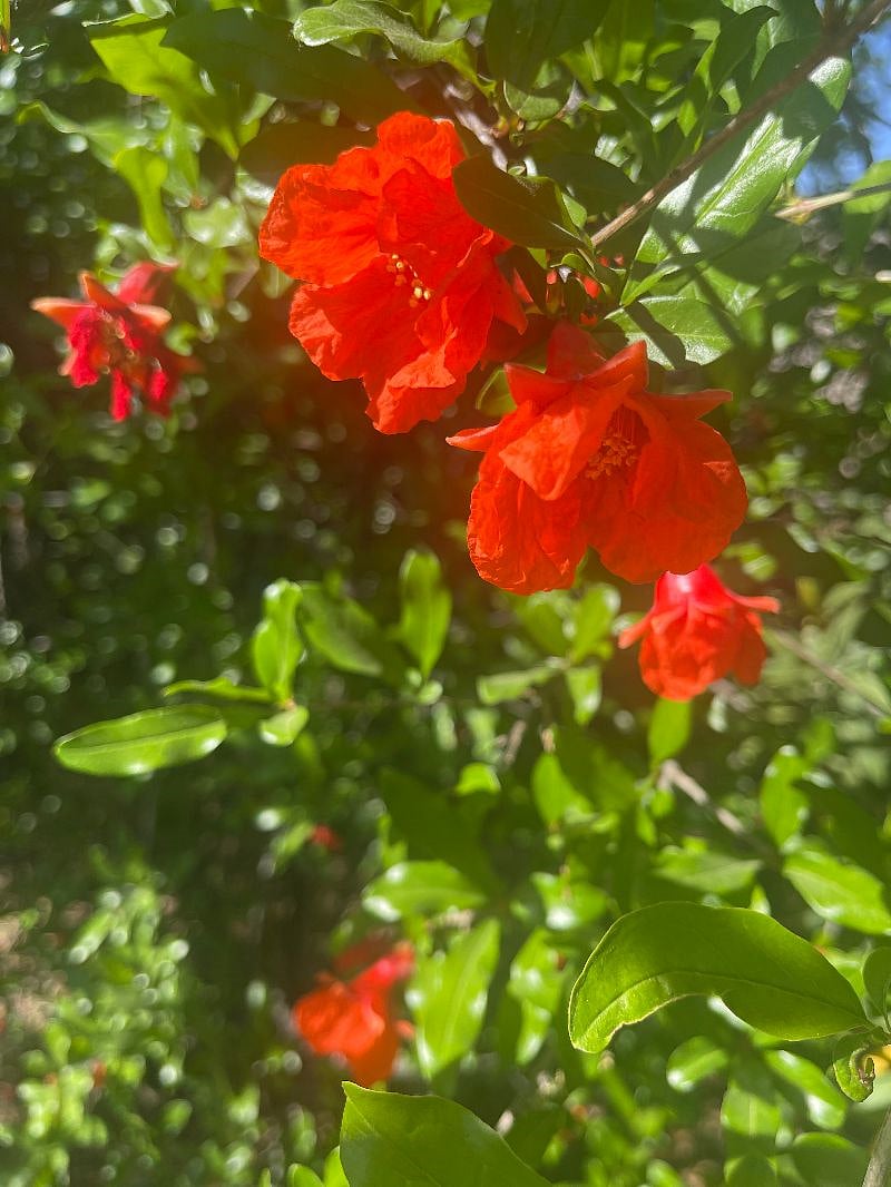 Enjoy watching flowers become pomegranates as the growing season progresses.