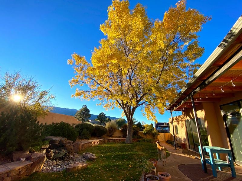 Backyard in autumn