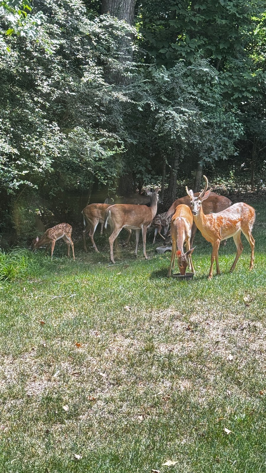 There is a red bin outside the front door that you can put corn in the troughs for all the deer.