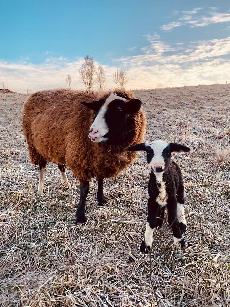 Welcome to the farm, little one!