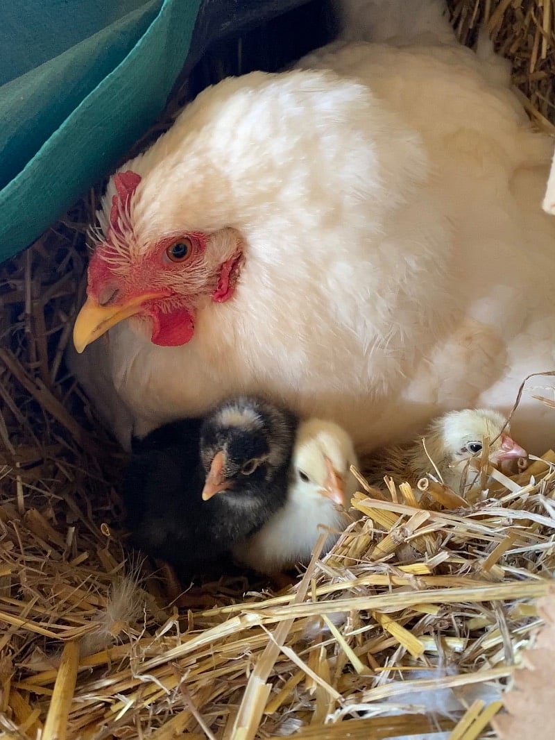 Fresh eggs daily