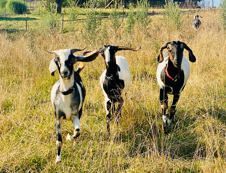 Playful goats enjoy your visit