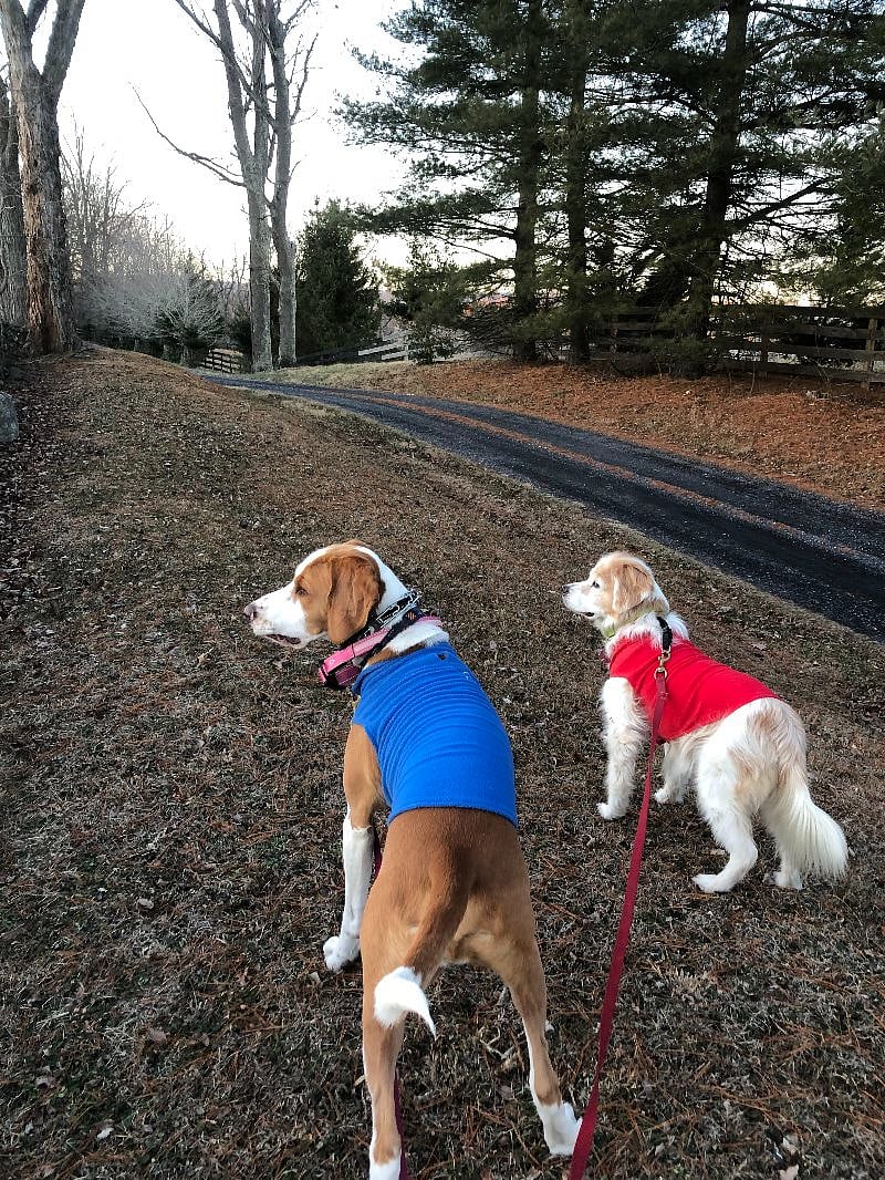 My two dogs.