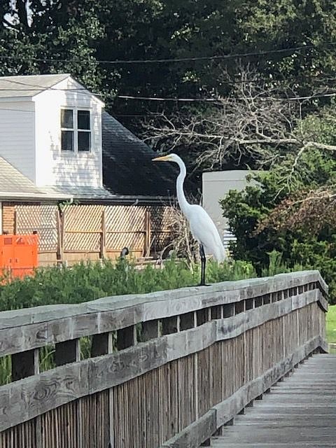 Nearby by walking path on the water. Lots of nature and wildlife.