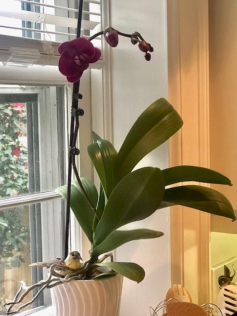I love indoor and outdoor plants. Orchids are blooming today.