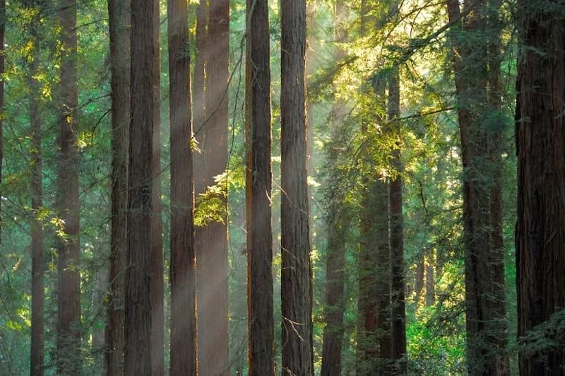 5-10 min away from East Bay regional parks.  the largest urban regional park district in the United States. Spans 124,909 acres (50,549 ha)[1] with 73 parks and over 1,330 miles (2,140 km) of trails.