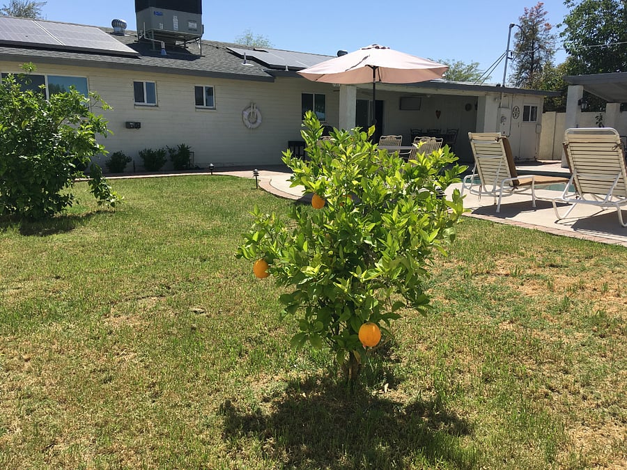 Orange tree.