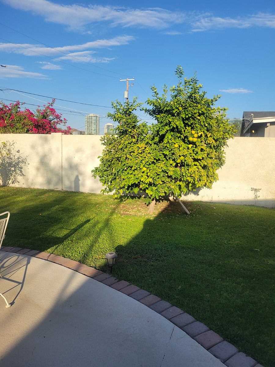Grapefruit tree.