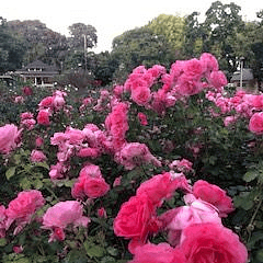 Beautiful Neighborhood Rose Gardens