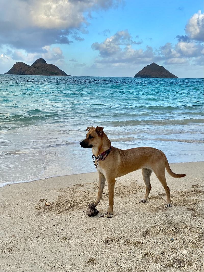 Our dog Lilikoi is always open for walks!