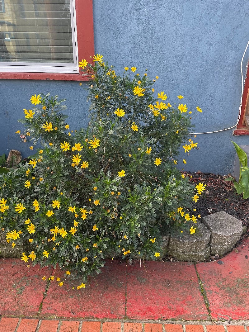 Yellow Flowers in Garden. Seasonal