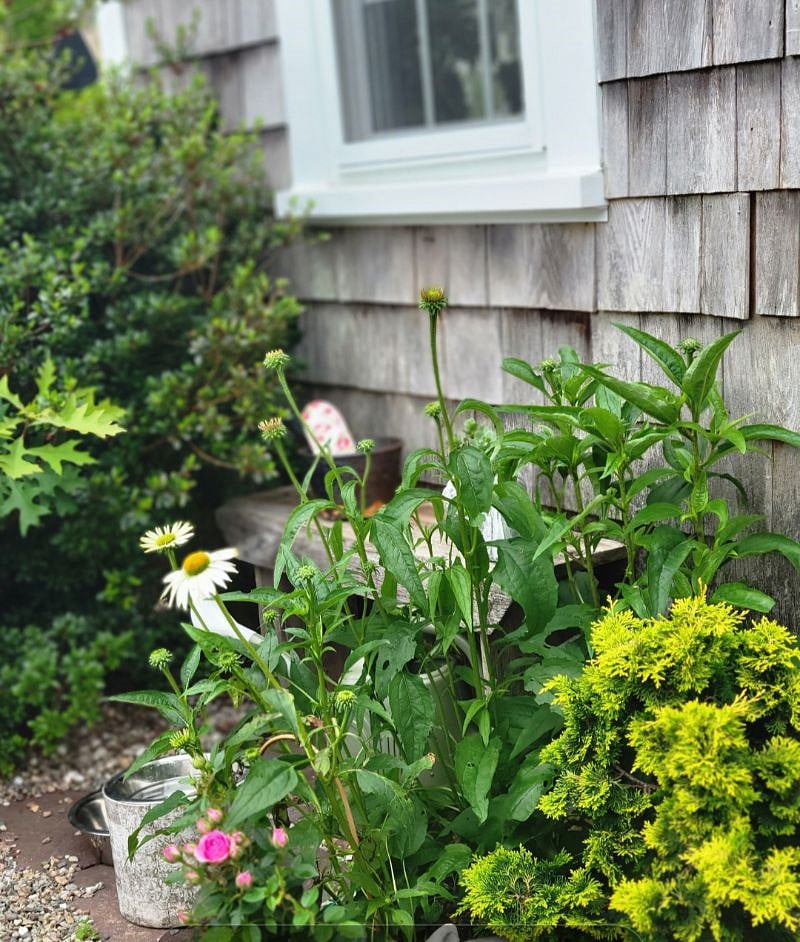 Blooms everywhere