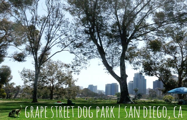 Local dog park