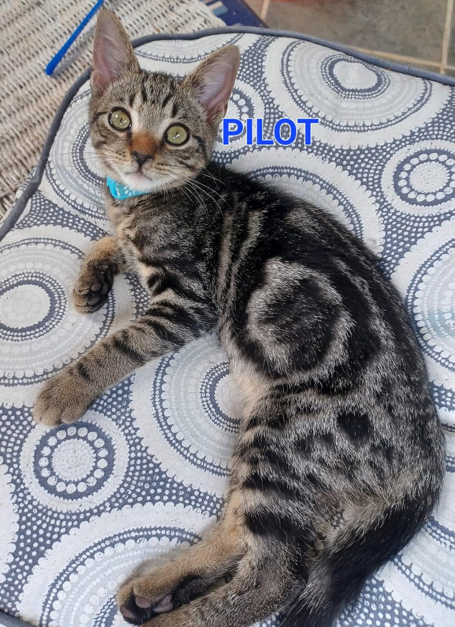 We have cats so please be aware if you have allergies.