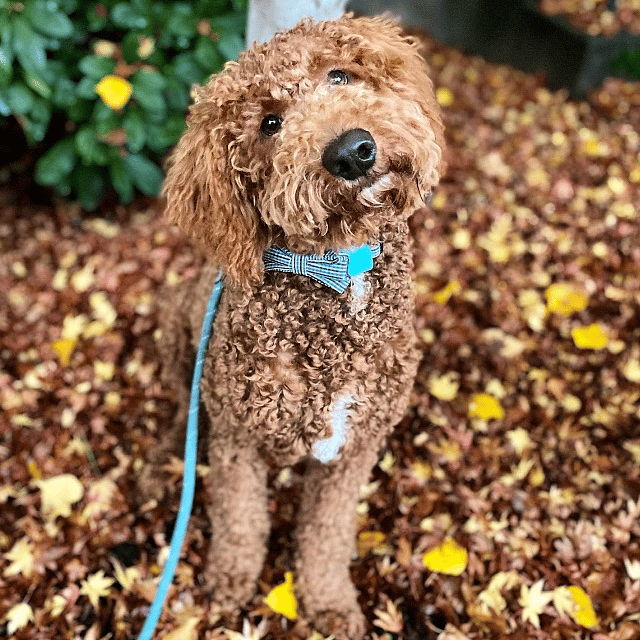 Oliver
