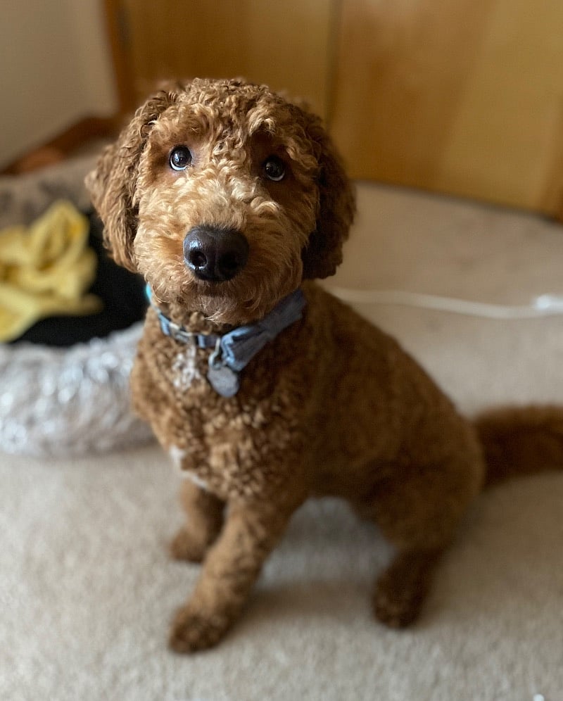 Oliver