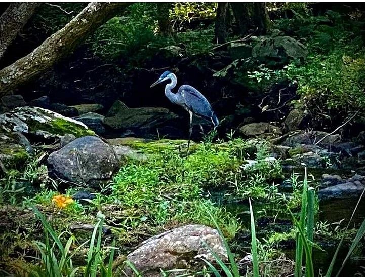 Great blue heron are often seen near the red mill or around town