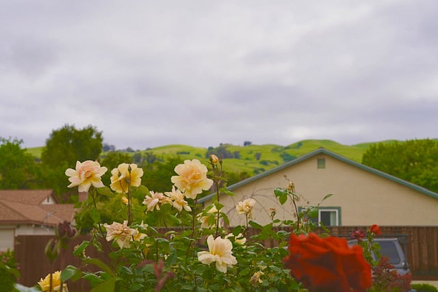 Garden view of Mountain