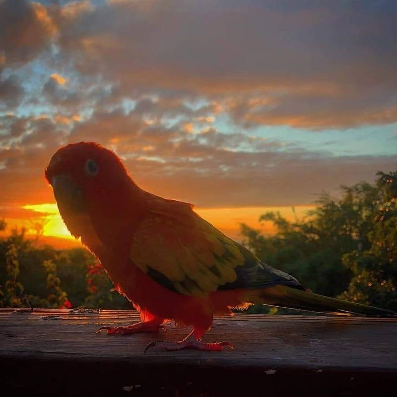 Free flight sun conure named Pumpkin who lives in my room whren I a not home.