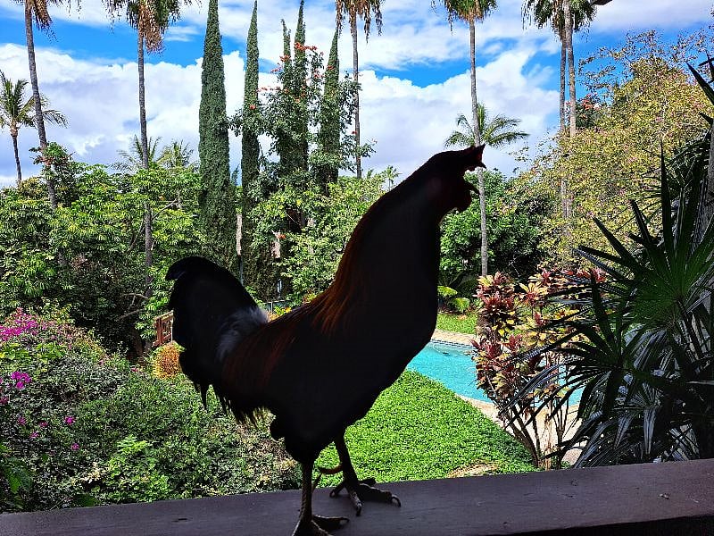 Yup, that's a rooster. Yes he crows. 