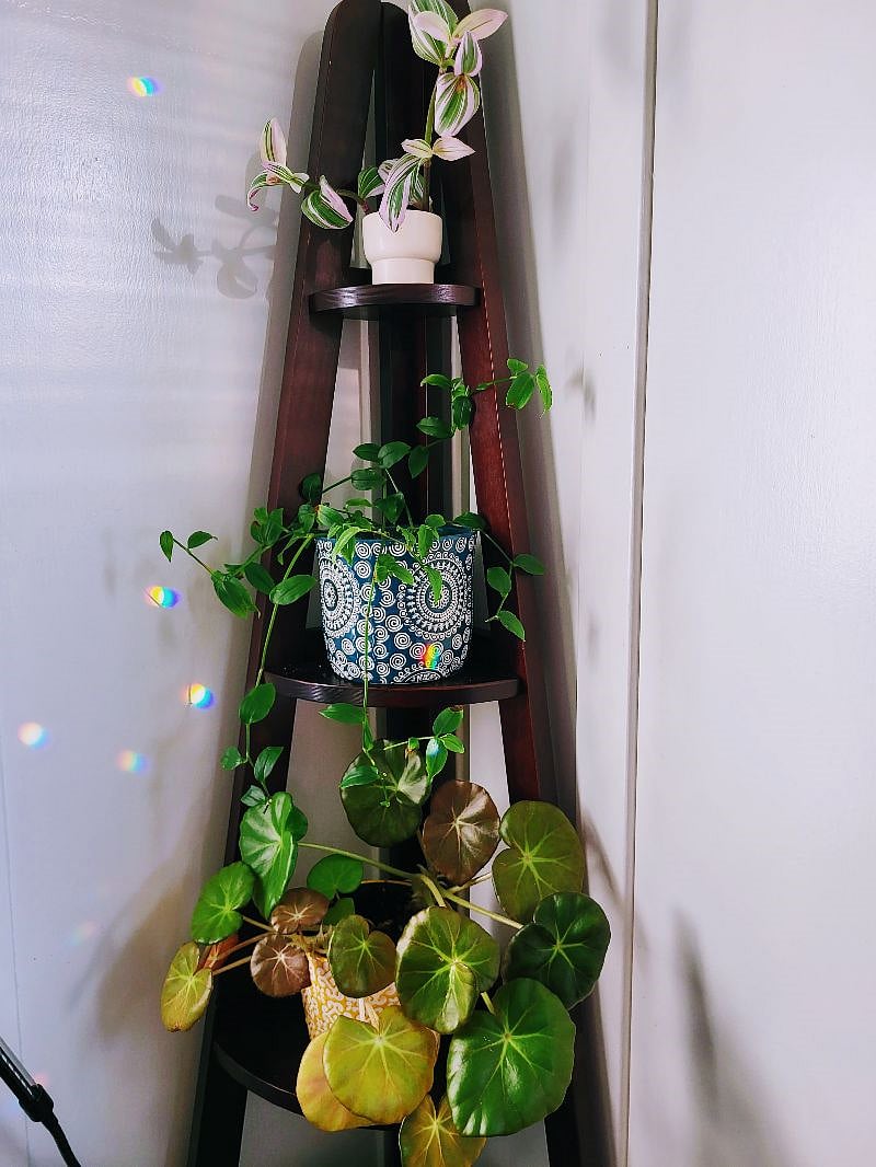 Did I mention I like plants?