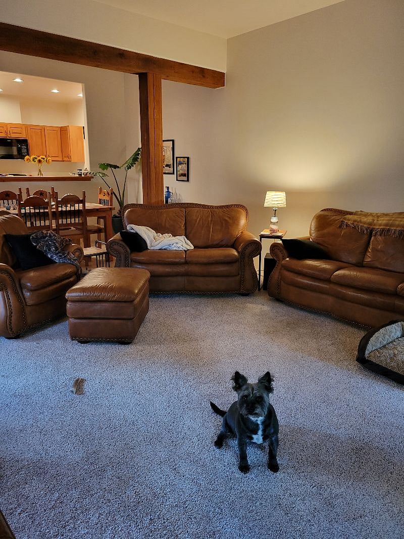 Shared living room and dog on property.